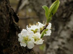 山桜