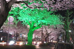 夜桜