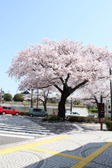 桜