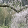 紹太寺のしだれ桜