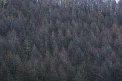 晩秋の山と木々と