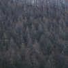 晩秋の山と木々と