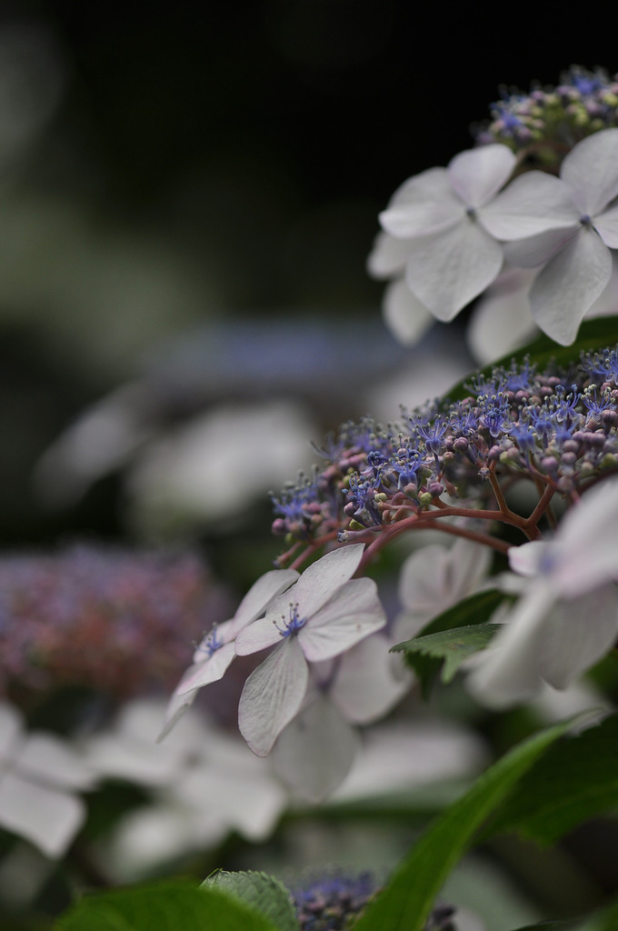 紫陽花