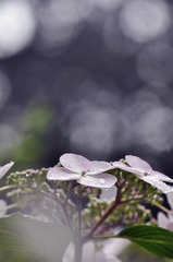 優しい雨