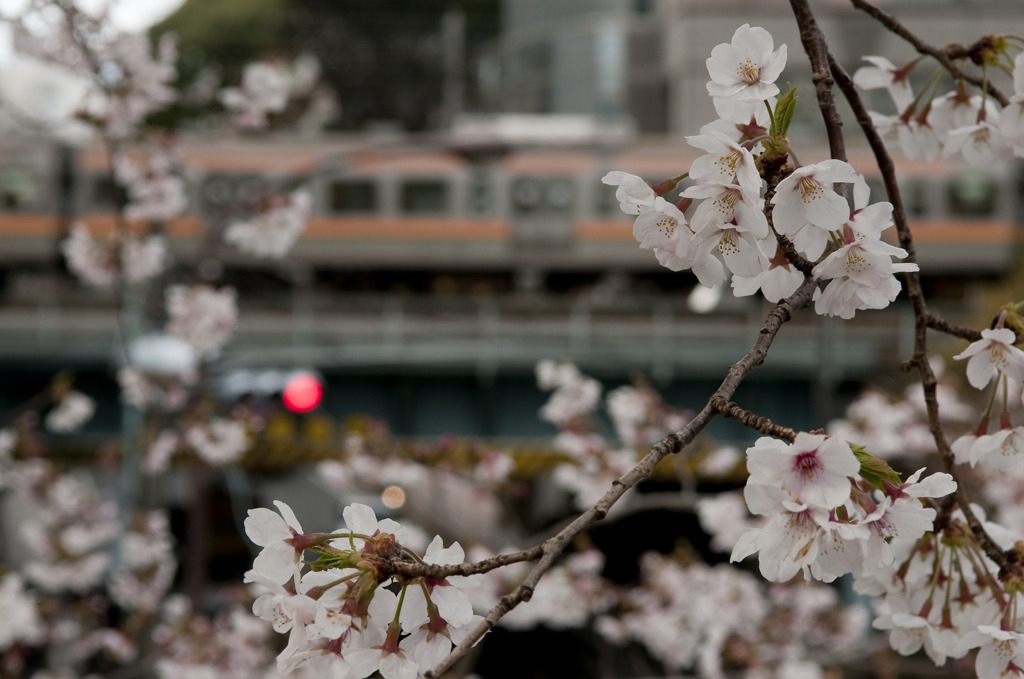 出勤桜