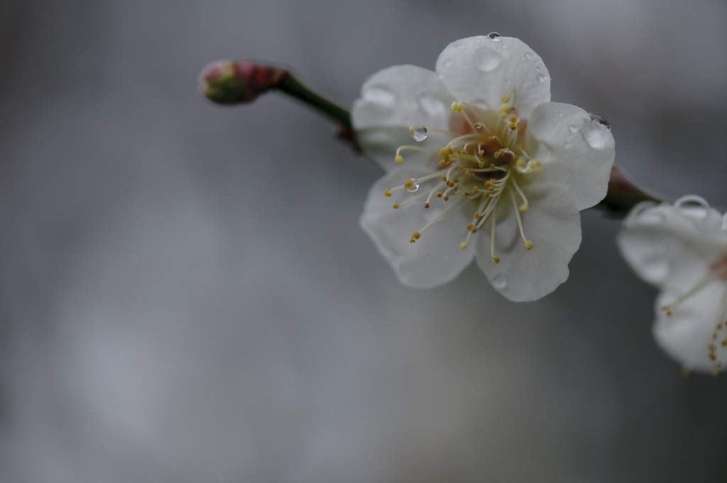 Tears of plum tree