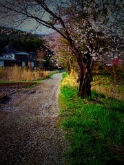 iPhoneで桜を撮る