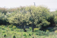 ひかりの樹