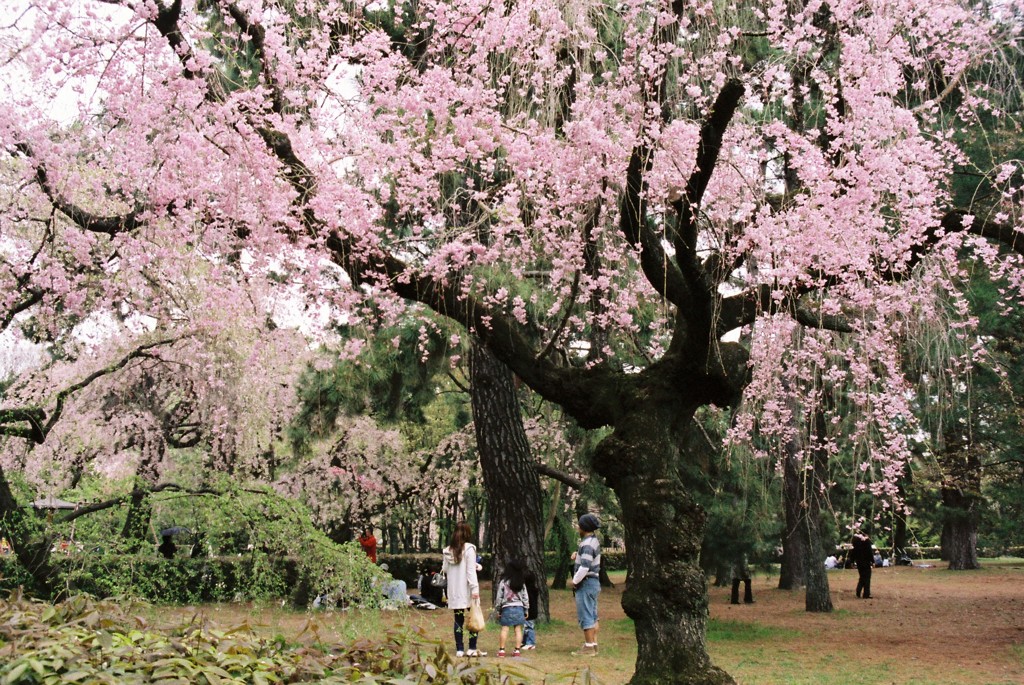 桜の森ファミリー
