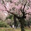 桜の森ファミリー