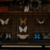 collection