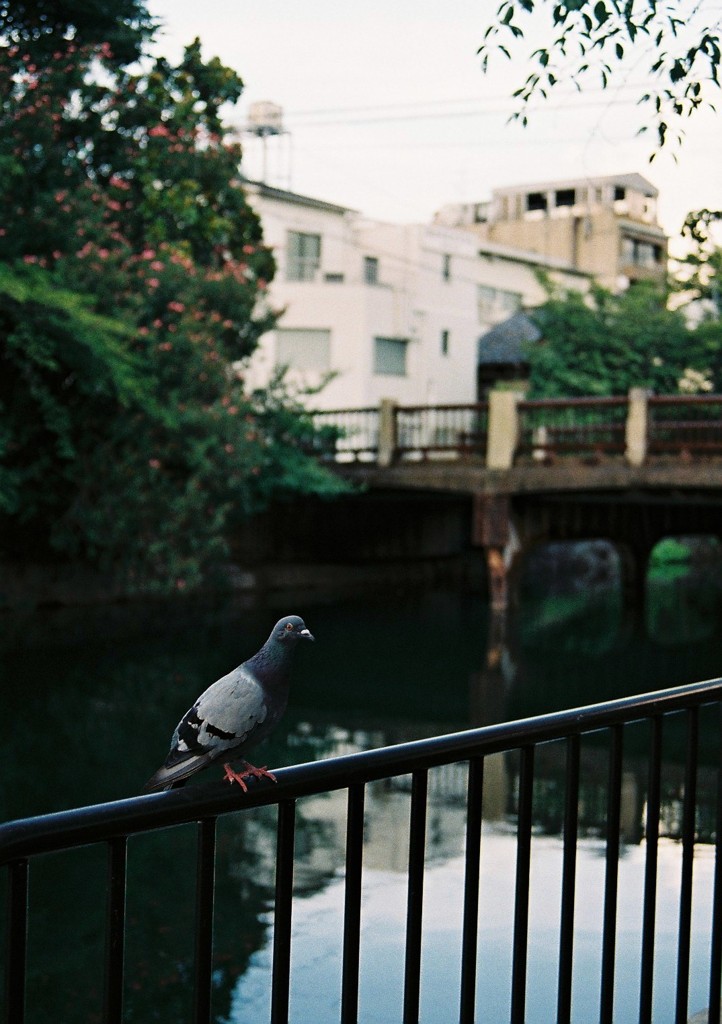 鳩です