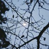 with Moon