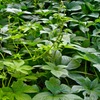 greens