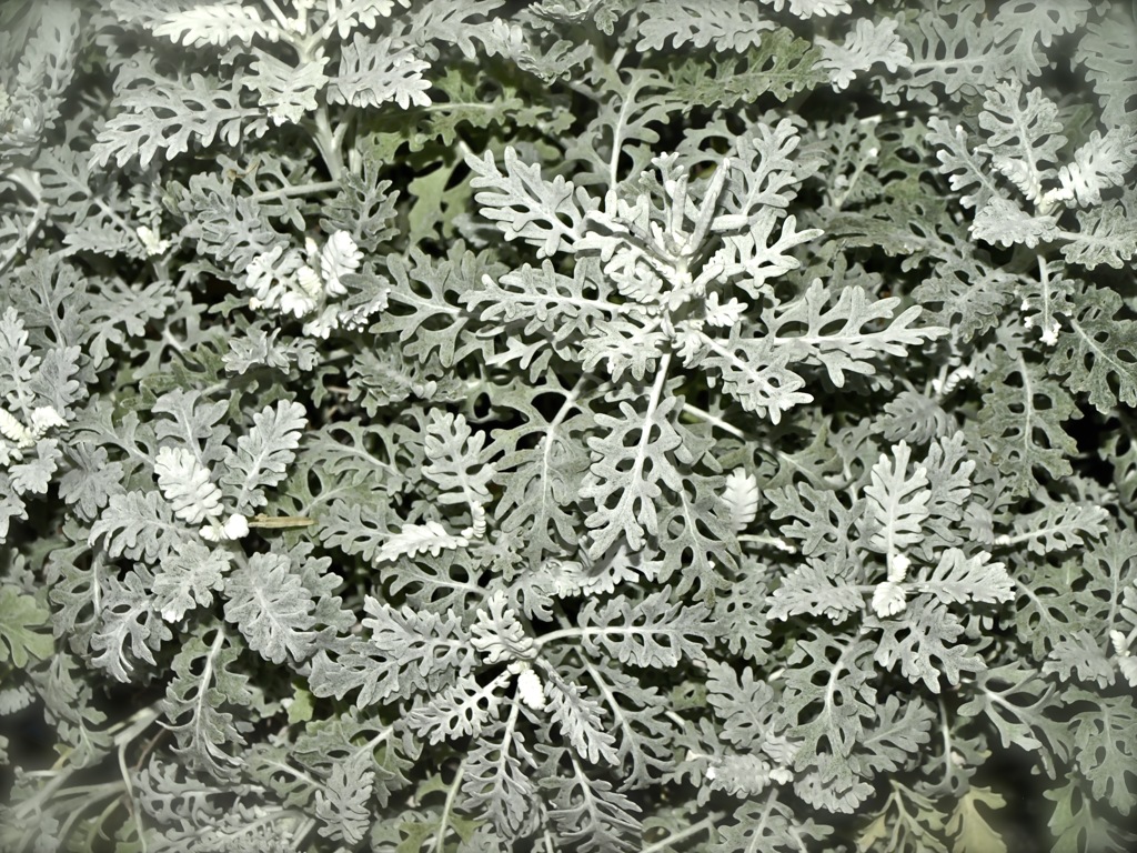 snow