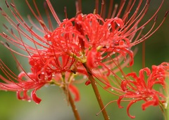 雨　彼岸花