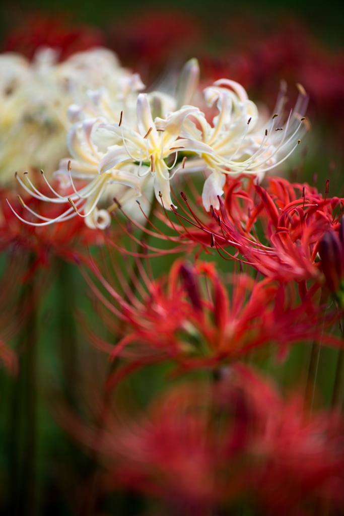 RED＆WHITE