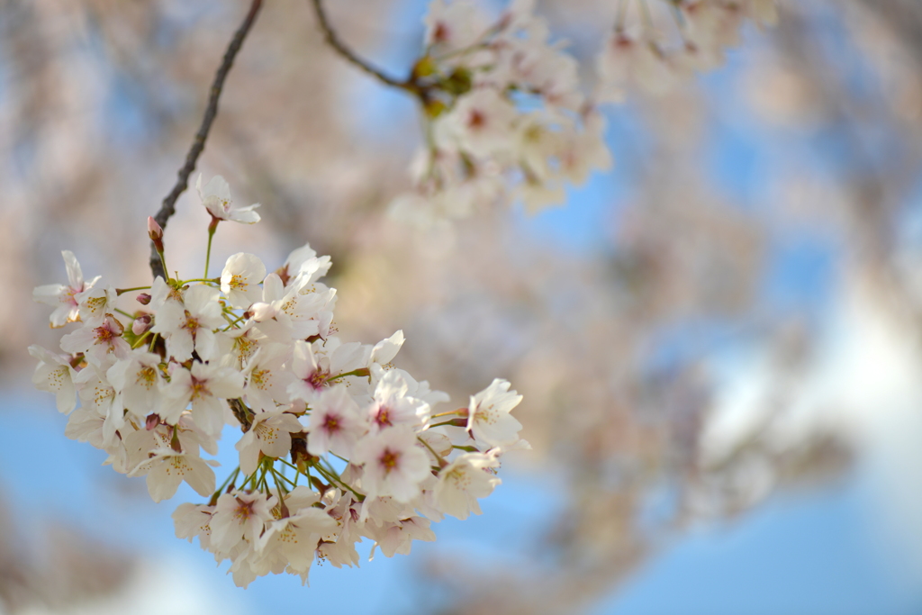 青空桜