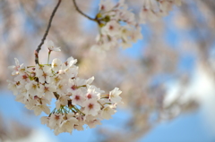 青空桜