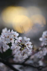 日暮れの桜