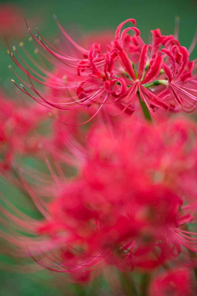 RED＆GREEN