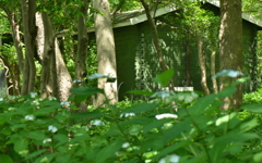 木漏れ日に佇む