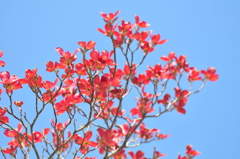薄紅色の追悼