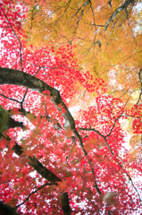 赤と黄