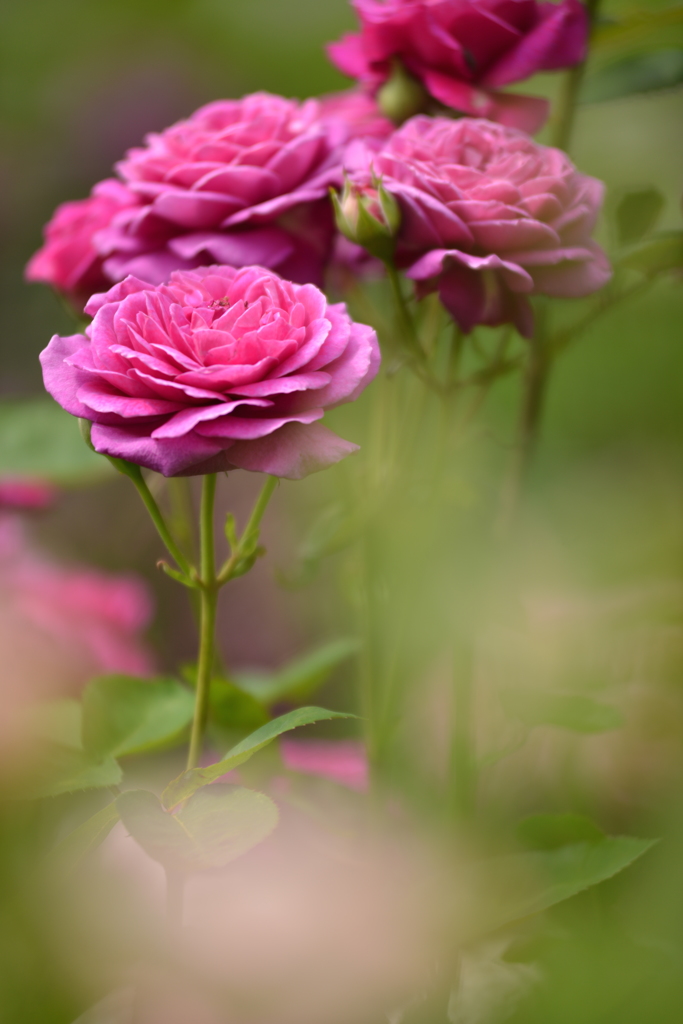 薔薇の季節