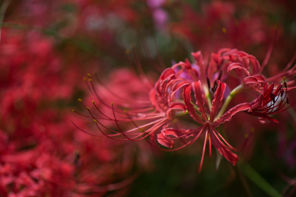 深紅