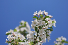 青空に桜
