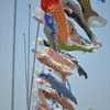 魚群