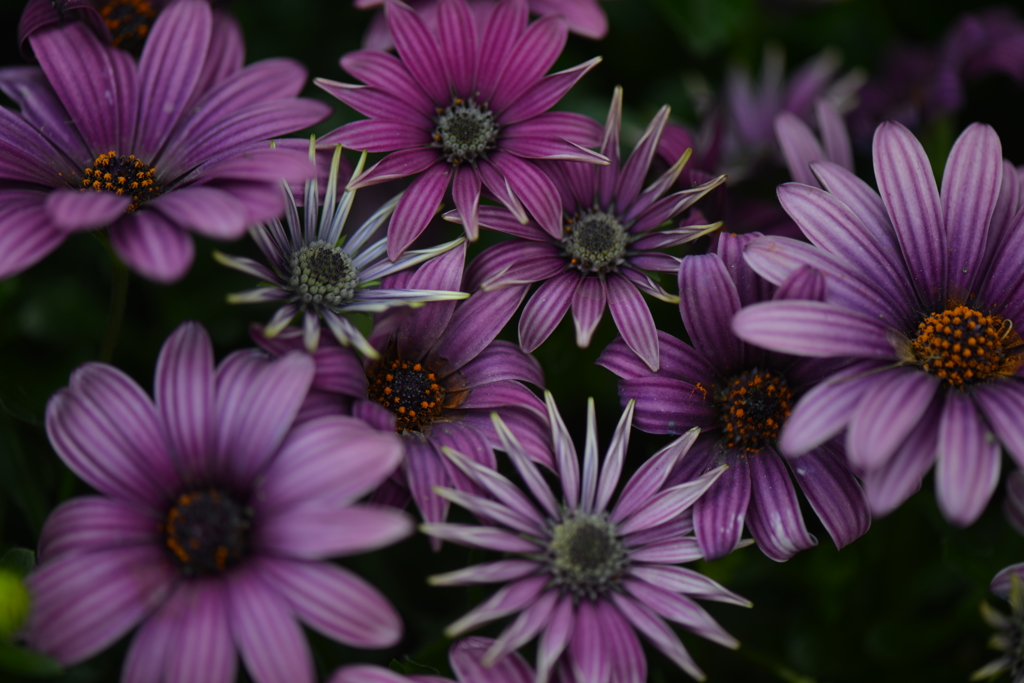 Violet