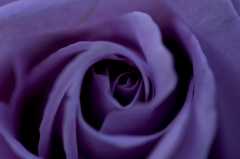 PURPLE　ROSE