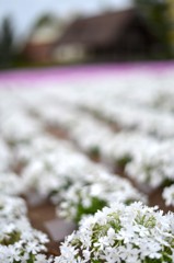 芝桜