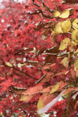 紅葉