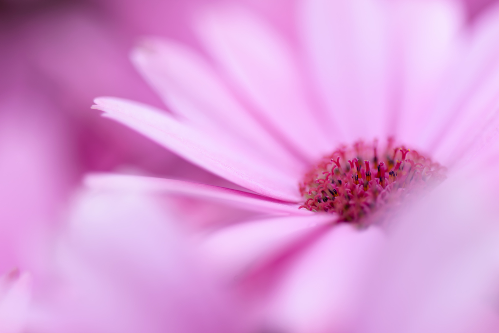 PINK　CROWN