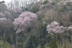 山桜