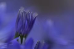 蕾