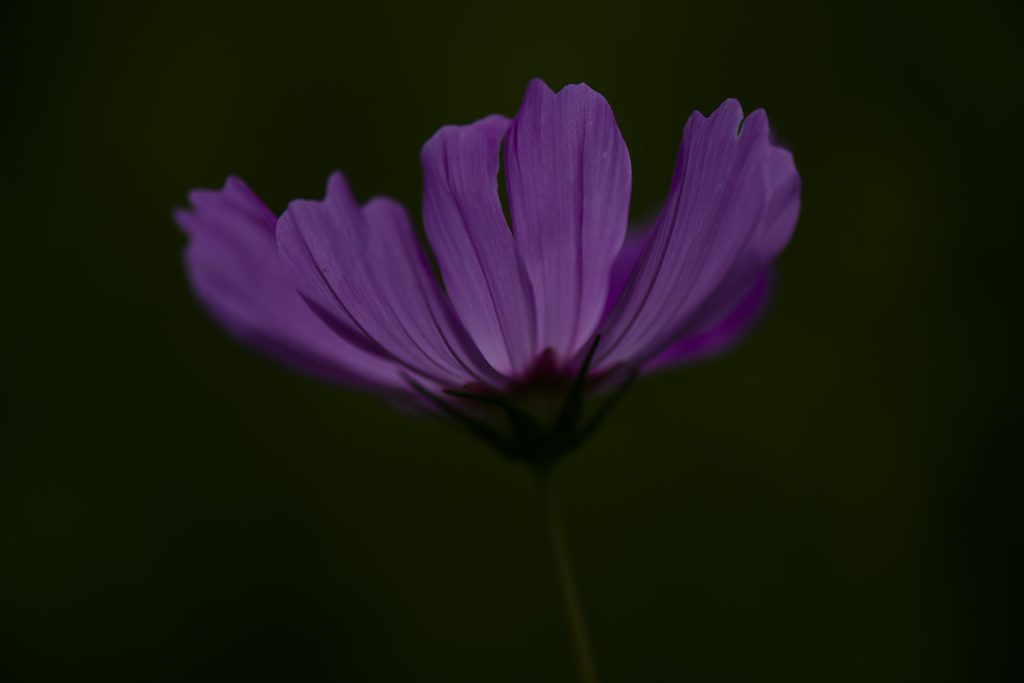 火花
