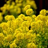 菜の花畑