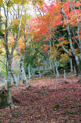 褐色の絨毯