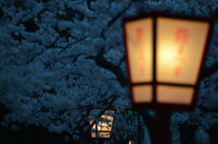 夜桜