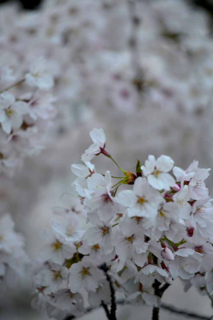 桜の群れ