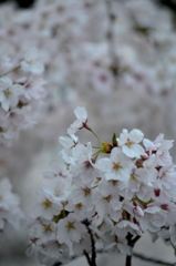 桜の群れ