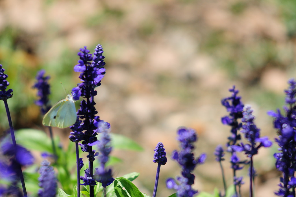 菜の花もいいけど・・・