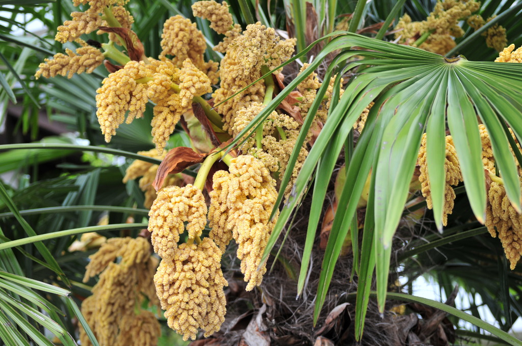 棕櫚の花