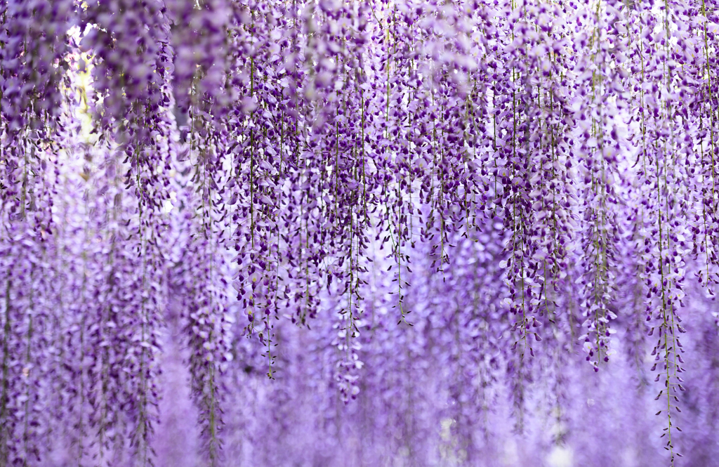 Wisteria　Shower