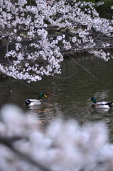 花見日和