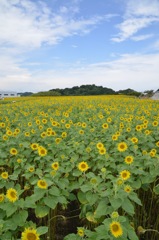 夏の色